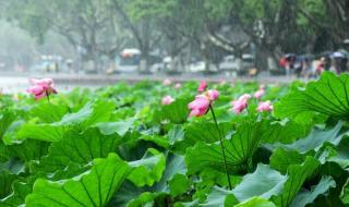 今年安徽入梅和出梅分别是几号 什么时候出梅今年